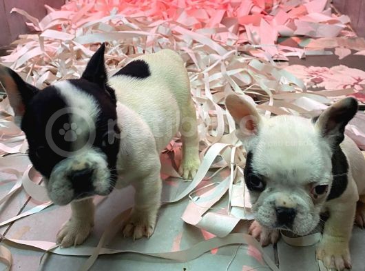 French Bulldog A Kali̇te Bebekler görsel