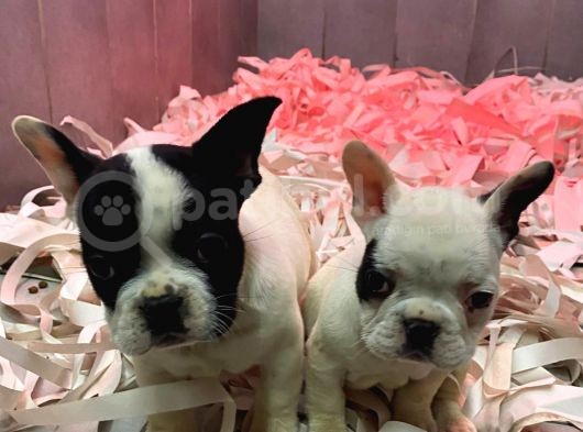 French Bulldog A Kali̇te Bebekler görsel