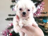 Teacup Maltese Terri̇er Irk Garanti̇li̇