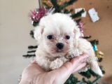 Teacup Maltese Terri̇er Irk Garanti̇li̇