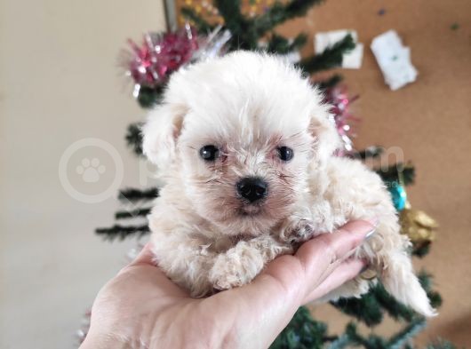 Teacup Maltese Terri̇er Irk Garanti̇li̇ görsel