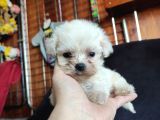 Teacup Maltese Terri̇er Irk Garanti̇li̇