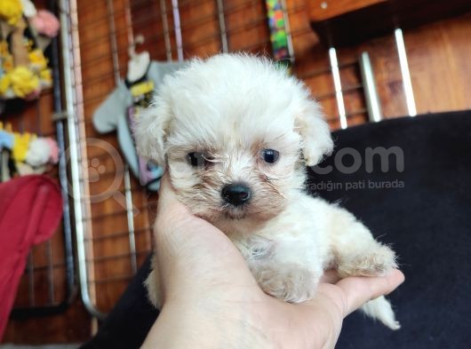 Teacup Maltese Terri̇er Irk Garanti̇li̇ görsel
