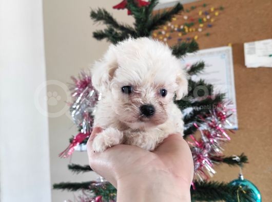 Teacup Maltese Terri̇er Irk Garanti̇li̇