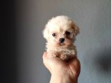 Teacup Maltese Terri̇er Irk Garanti̇li̇