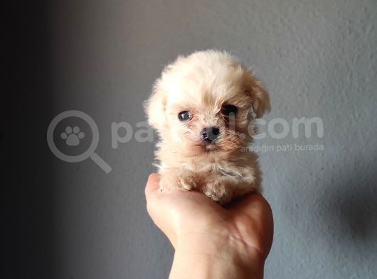 Teacup Maltese Terri̇er Irk Garanti̇li̇ görsel
