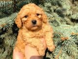 Show Düzey Red Toy Poodle Yavrumuz