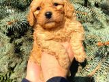 Show Düzey Red Toy Poodle Yavrumuz