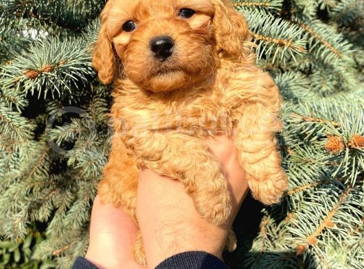 Show Düzey Red Toy Poodle Yavrumuz görsel