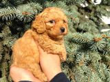 Show Düzey Red Toy Poodle Yavrumuz