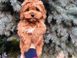 Kore Kani Show Kali̇te Red Toy Poodle Yavrumuz