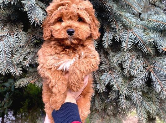 Kore Kani Show Kali̇te Red Toy Poodle Yavrumuz görsel