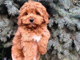 Kore Kani Show Kali̇te Red Toy Poodle Yavrumuz