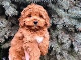 Kore Kani Show Kali̇te Red Toy Poodle Yavrumuz