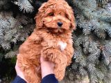 Kore Kani Show Kali̇te Red Toy Poodle Yavrumuz