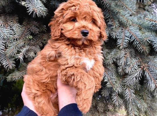 Kore Kani Show Kali̇te Red Toy Poodle Yavrumuz görsel