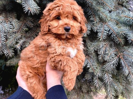 Kore Kani Show Kali̇te Red Toy Poodle Yavrumuz görsel