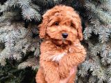 Kore Kani Show Kali̇te Red Toy Poodle Yavrumuz