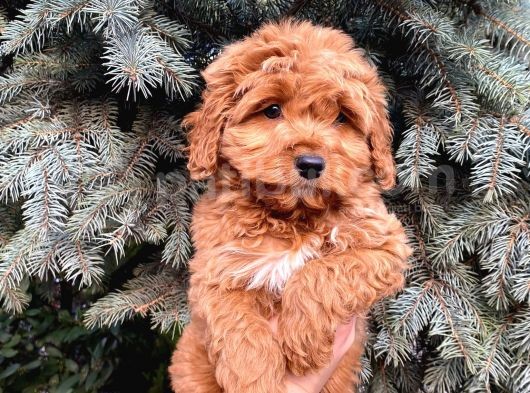 Kore Kani Show Kali̇te Red Toy Poodle Yavrumuz görsel