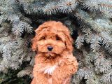 Kore Kani Show Kali̇te Red Toy Poodle Yavrumuz