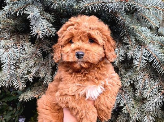 Kore Kani Show Kali̇te Red Toy Poodle Yavrumuz görsel