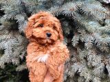 Kore Kani Show Kali̇te Red Toy Poodle Yavrumuz