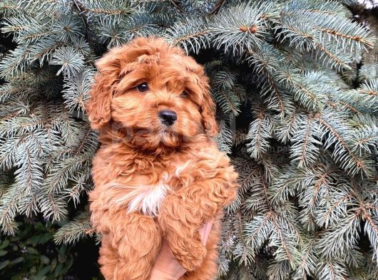 Kore Kani Show Kali̇te Red Toy Poodle Yavrumuz görsel