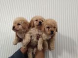 Show Düzey Red Toy Poodle Yavrumuz