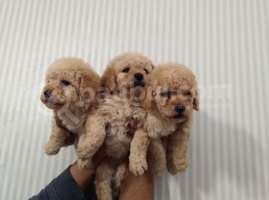 Show Düzey Red Toy Poodle Yavrumuz görsel