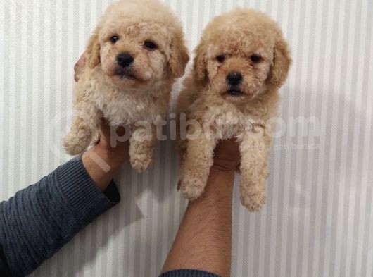 Show Düzey Red Toy Poodle Yavrumuz görsel