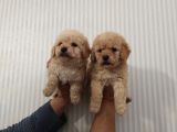 Show Düzey Red Toy Poodle Yavrumuz