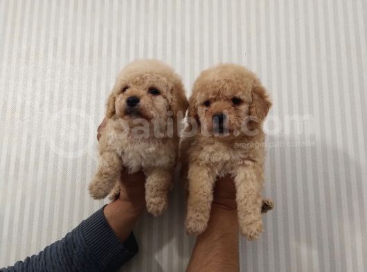 Show Düzey Red Toy Poodle Yavrumuz