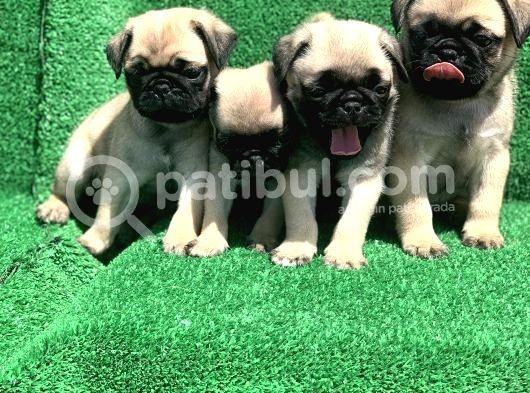 Show Class Gül Kuyruk Pug Mops Yavrular görsel