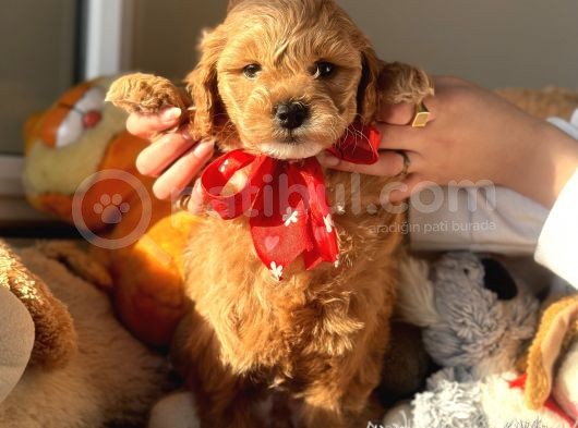 Mi̇ni̇ Red Malti̇poo Yavrular görsel