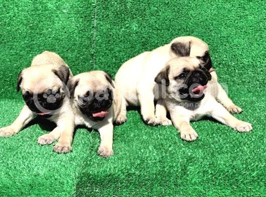 Show Class Gül Kuyruk Pug Mops Yavrular görsel