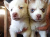 Husky Yavrular