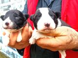 Border Collie Yavrular