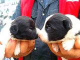 Border Collie Yavrular
