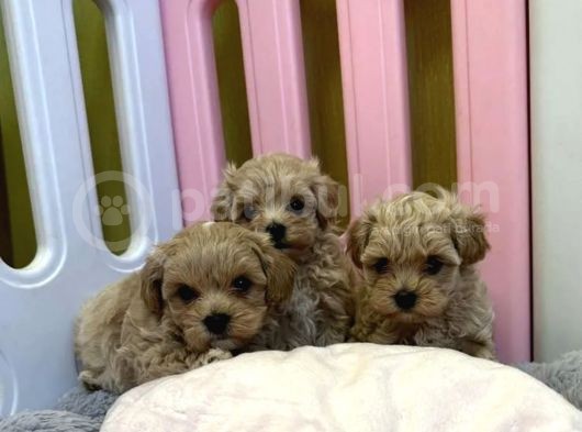 Dizayn Irk Sevimli Maltipoo Yavrular görsel