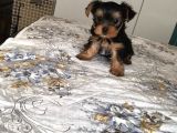 Yorkshire Terrier Yavrular
