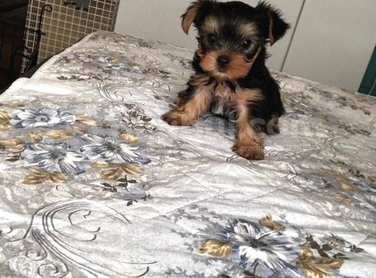 Yorkshire Terrier Yavrular