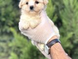 Küçük Maltipoo Yavrum