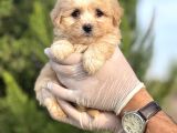 Küçük Maltipoo Bebeğim