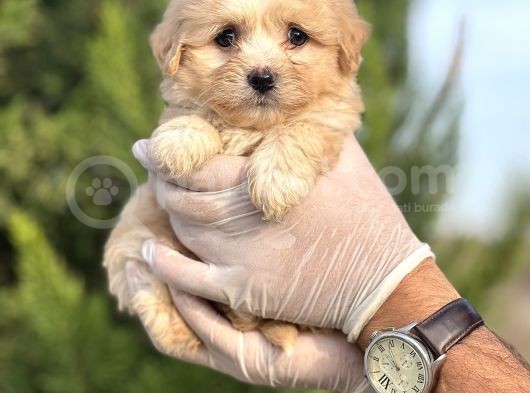 Küçük Maltipoo Bebeğim görsel