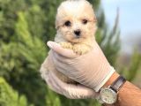 Küçük Morkie Yavrum