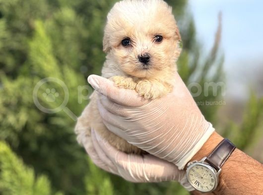 Küçük Morkie Yavrum görsel