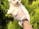 Morkie Bebeğim