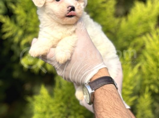 Morkie Bebeğim