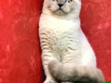 Erkek Blue Point Scottish Fold Yavrumuz