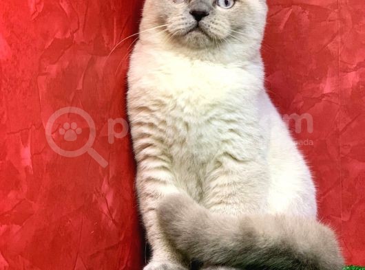 Erkek Blue Point Scottish Fold Yavrumuz görsel